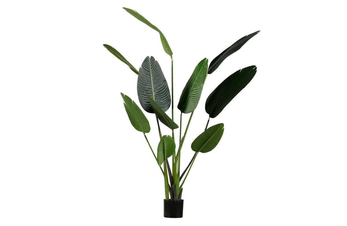 Strelicja w doniczce 164cm